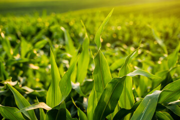 Close-up of green corn leaves glowing in warm light
