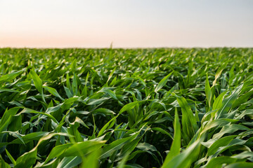 Fototapeta premium Corn growing season on open farmland under blue sky