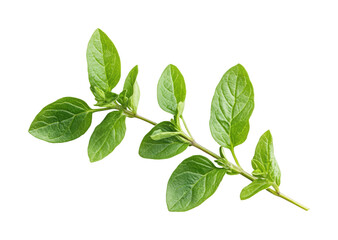 Fototapeta premium Harvesting fresh oregano leaves kitchen botanical isolated on transparent background