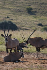 Majestic Gemsbok Oryx group Standing in Open Field of African Savannah