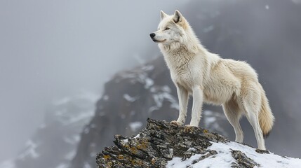 Obraz premium Majestic white wolf atop a snowy mountain peak