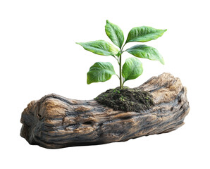 Growing green plant on natural log environment isolated on transparent background