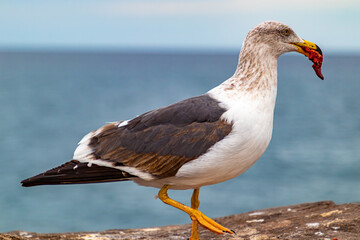 Young Pacific Gull with piece of meat in its beak, white plumage, mottled-brown on head, dark wings and back, very thick yellow bill, cloudy day in Baja California Sur, Mexico
