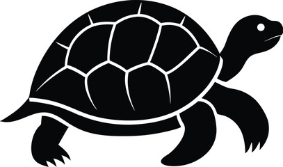 turtle on a white background