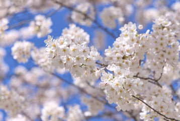 beautiful cherry blossom flowers blooming in brooklyn new york city street (sign symbol of spring springtime warm weather) white and pink flower bloom blossoms tree trees pollen allergy beauty nature
