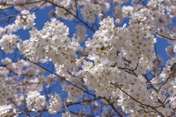 beautiful cherry blossom flowers blooming in brooklyn new york city street (sign symbol of spring springtime warm weather) white and pink flower bloom blossoms tree trees pollen allergy beauty nature