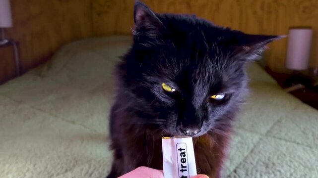 gato negro de bonito pelaje comiendo churu o comida de gato o cat treat o Pur&eacute; para gatos en tubito