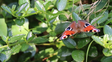 Peacock butterfly on leaf, in a garden