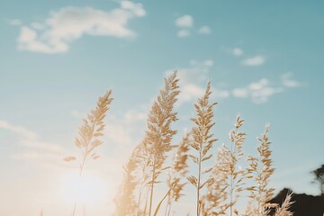 Golden grass at sunset
