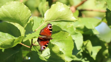 Peacock butterfly on leaf, in a garden