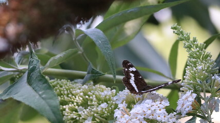 A White Admiral butterfly resting on a flower.