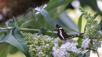 A White Admiral butterfly resting on a flower.