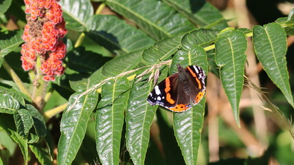 Red Admiral butterfly in a garden