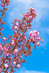 Pink cherry blossoms against a blue sky