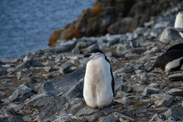 Chinstrap penguin