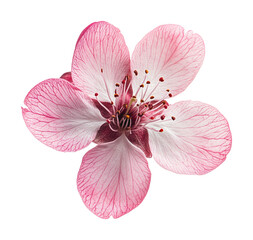 Delicate pink cherry blossom flower nature light isolated on transparent background