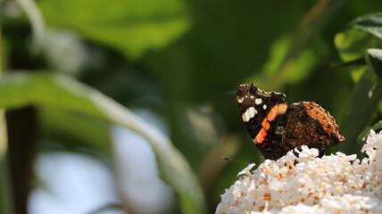 Red Admiral butterfly in a garden