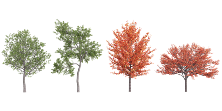 Collection of Acer,European trees on transparent background