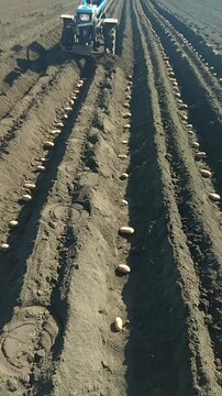 Close-up view of potato seeds planted in rows on freshly plowed garden soil in the countryside. Spring farming activities with a mini tractor in a rural environment.
