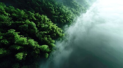 Verdant bamboo forest shrouded in ethereal morning mist.
