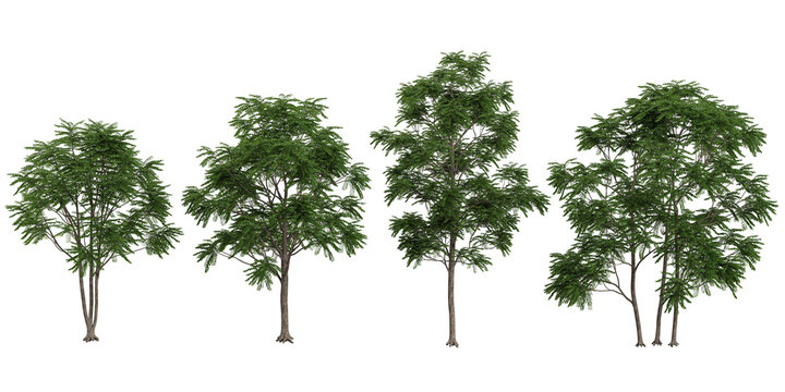 Collection of Ailanthus trees on transparent background