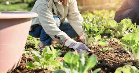 Hands, person and vegetables for farming outdoor with crops harvest, agriculture and produce. People, help and plants growth, nutrition production and healthy food for sustainablel business in nature