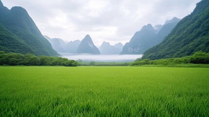 Fototapeta premium Rice Paddy Lush Mountains Serene Landscape High-resolution Wide Shot Vibrant Green Tranquil Nature Misty Valley Emerald Greens Tourism Brochure extra details included