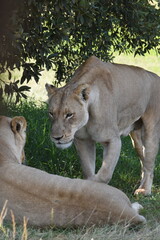 Two Lioness Interacting Under a Tree in Their Natural Habitat