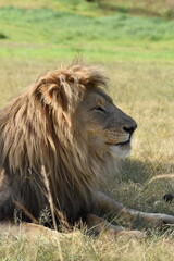 Lion Resting Majestically in the African Savannah