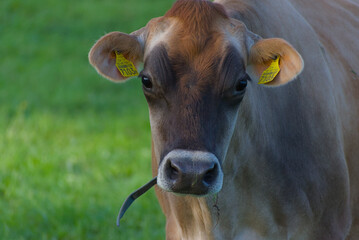 A charming portrait of a brown cow standing peacefully on a lush green Swiss pasture, embodying the serene beauty of rural life and agricultural harmony.