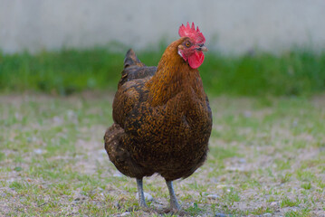 A striking portrait of a proud rooster, showcasing its vibrant red comb and detailed feathers against a natural backdrop. Perfect for adding rustic charm to any collection.