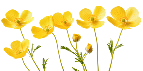 A bunch of yellow buttercups isolated on a transparent background