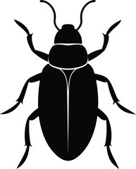 black beetle isolated on white background