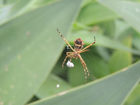 spider on a web - Powered by Adobe