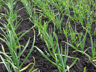 agricultural field - organically cultivated garlic plantation