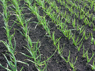 agricultural field - organically cultivated garlic plantation