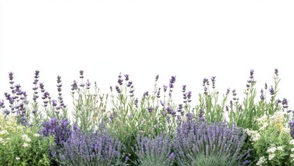 Naklejka premium Purple lavender flowers with green foliage against a white background