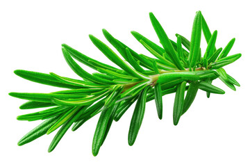Fototapeta premium Capturing the Essence of Fresh Rosemary Sprigs in Nature's Aromatic Herb Garden, Isolated on Transparent Background