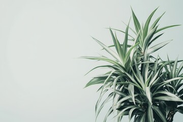 Fototapeta premium 明るい室内で、観葉植物が穏やかな雰囲気を醸し出している。