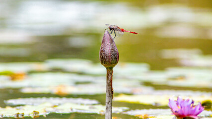 dragon-fly