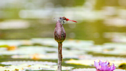 dragon-fly © Through the Lens