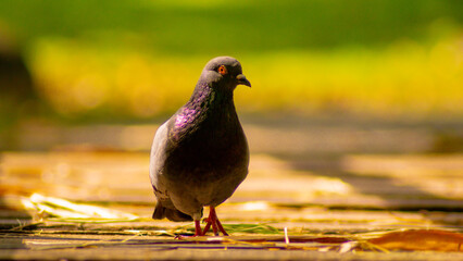 Pigeon