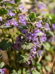 Creeping green plant with purple flowers blooming in a garden setting.