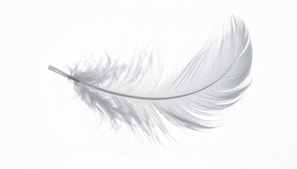 Obraz premium Soft feather floating isolated on white background.