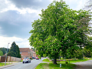 A mature horse chestnut tree stands at the side of New Lane Hill in Tilehurst, Reading, UK