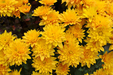 Autumn bloom of chrysanthemum