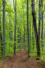 Fototapeta premium A dirt road through a green deciduous forest in spring