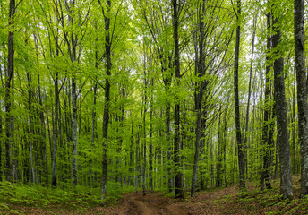 Obraz premium Landscape with a dirt road in a green deciduous forest