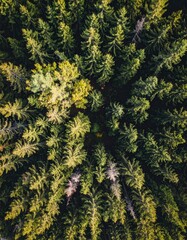 Fototapeta premium forest overview