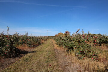Fototapeta premium apple orchard fall ripe harvest trees fruit red green leaves 